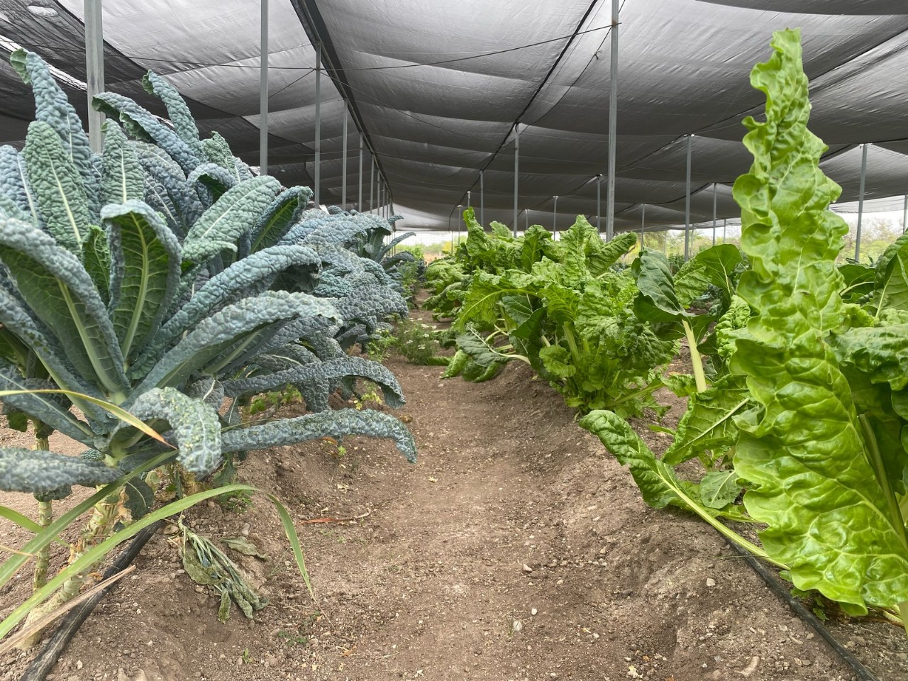 Recorrido a Huertos Orgánicos 21 marzo