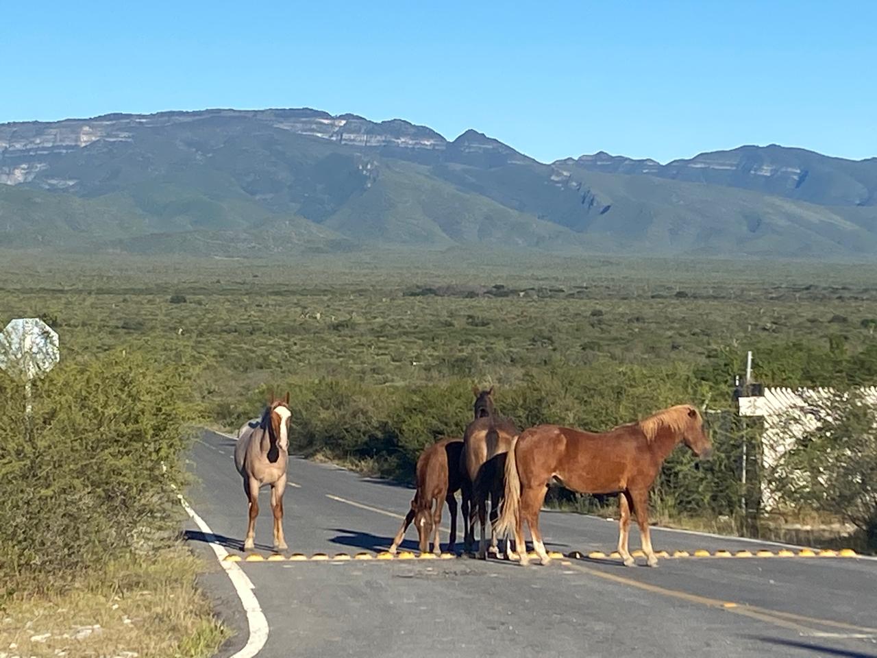 Tradición de la Candelilla en Higueras 11 DIC